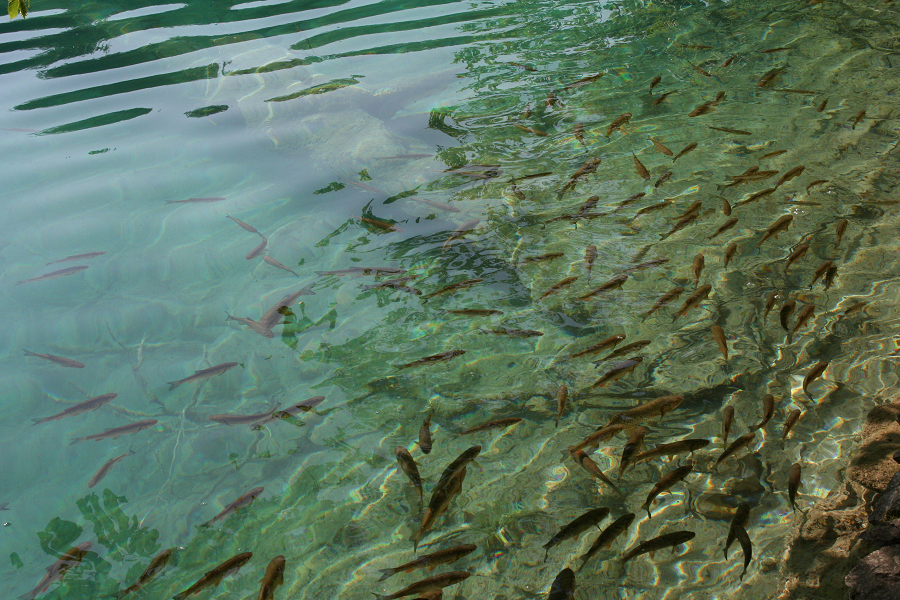 5994_Forellen in de Plitvice meren.JPG